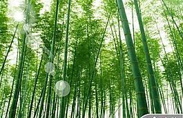 綠意竹林風(fēng)光PPT模板