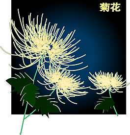 精致的菊花矢量..