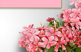 粉色鮮花花簇PPT幻燈片模板