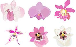 蘭花