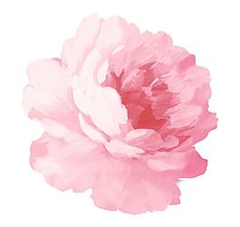 牡丹