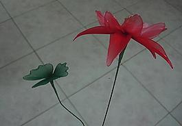 漏斗菜