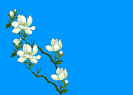 漂亮的白花