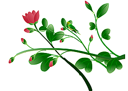 花枝