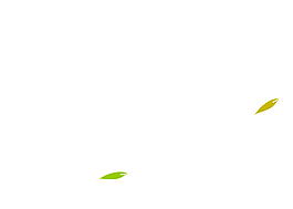 飄飛的葉子