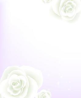 白玫瑰