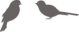 鳥類矢量