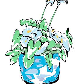馬蹄蓮