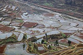 美麗梯田