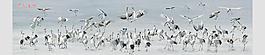 丹頂鶴