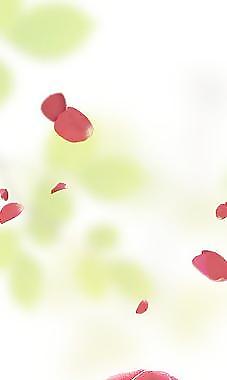 玫瑰