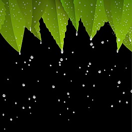 绿色的叶子经过雨水