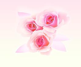 玫瑰花