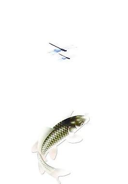荷花魚(yú)