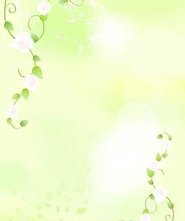 夢幻白玫瑰