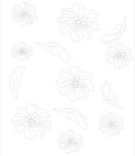 菊花 叶子