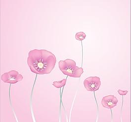罌粟花