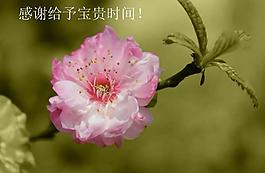 嬌艷春季鮮花PPT模板