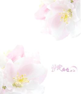 粉色花