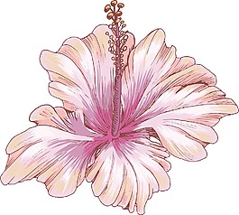 花卉矢量元素