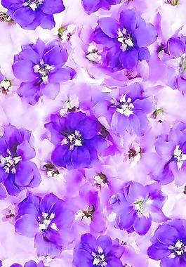紫花
