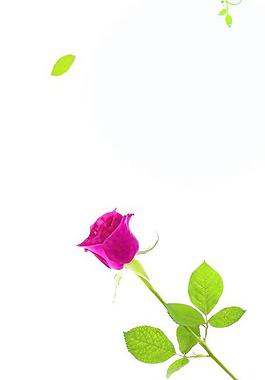 移門 玫瑰花