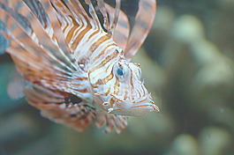 可怕的魚