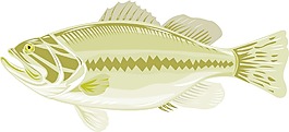 黑鱸魚側視圖