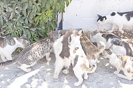 猫在萨摩斯岛