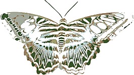 蝴蝶3矢量