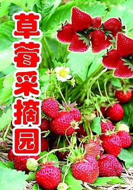 草莓