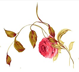 紅色月季花
