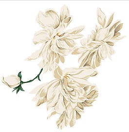 精美白色花