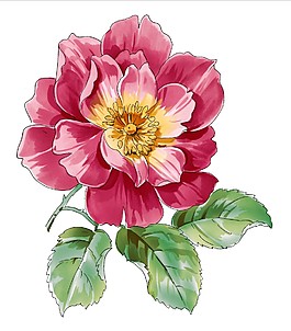 美麗鮮花