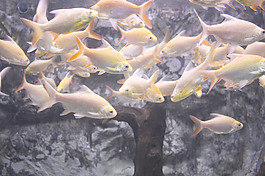 魚群