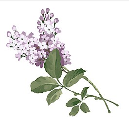紫色小花