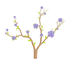 紫色花朵的树枝