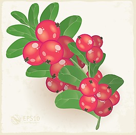 新鮮的小紅莓向量