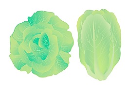 生菜矢量插畫