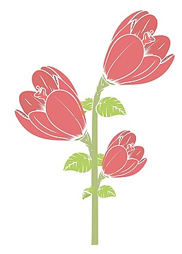 紅色郁金香花的分支