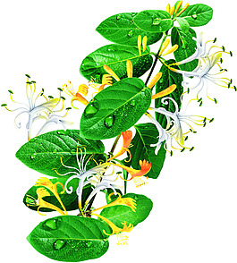 高清PSD分層金銀花