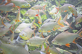 魚群