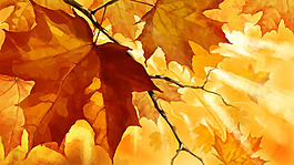 紅色楓葉