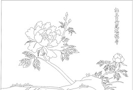 牡丹花