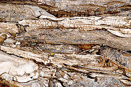 根1木材紋理