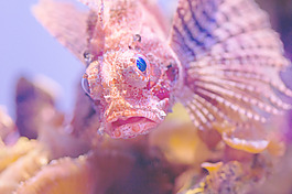 魚臉