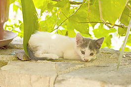 小猫在萨摩斯岛
