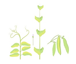 香豌豆矢量插畫