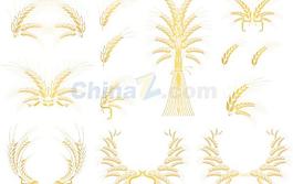 金黃小麥?zhǔn)噶克夭南螺d