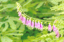 毛地黃花分公司